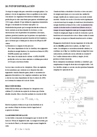 10.-Fotofosforilacion.pdf