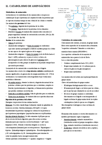 11.-Catabolismo-de-aminoacidos.pdf