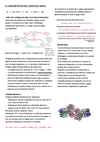 12.-Biosintesis-de-aminoacidos.pdf