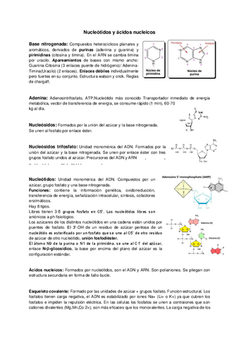 Nucleotidos-y-acidos-nucleicos.pdf