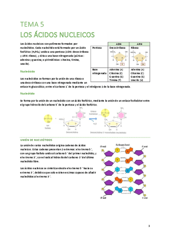 T5-Los-acidos-nucleicos.pdf