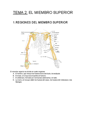 Miembro-superior.pdf