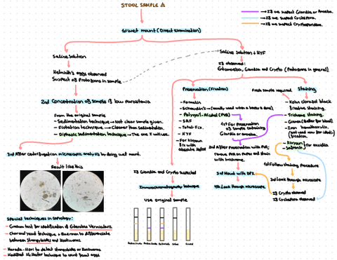 Esquema-Parasitologia-para-detectar-parasito-de-kk.pdf