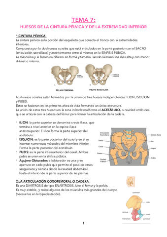 T7.-EXTREMIDAD-INFERIOR-API.pdf