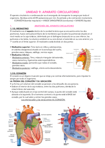 T9.-Aparato-circulatorio-API.pdf