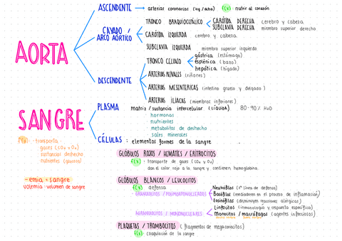 T9.-Esquema-AORTA-Y-SANGRE.pdf