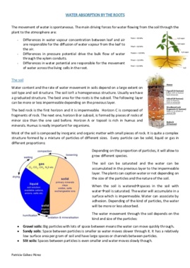 T 2.3 Water absorption by the roots.pdf