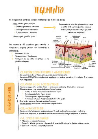 1.-TEGUMENTO-RESUMEN.pdf