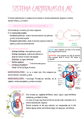 3.-SISTEMA-CARDIOVASCULAR-RESUMEN.pdf