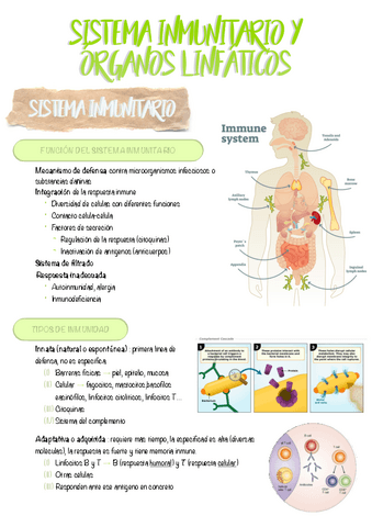 4.-SISTEMA-INMUNITARIO-Y-ORGANOS-LINFATICOS.pdf