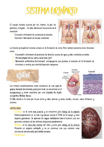 6.-SISTEMA-URINARIO-RESUMEN.pdf