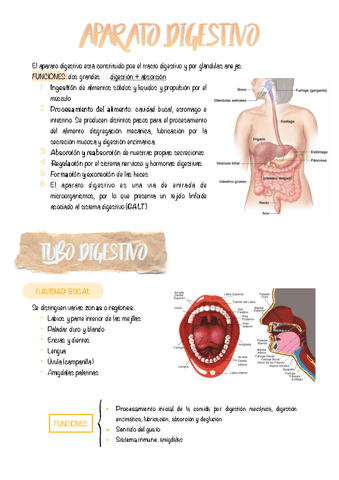 7.-APARATO-DIGESTIVO.pdf