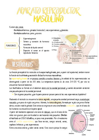9.-APARATO-REPRODUCTOR-MASCULINO.pdf