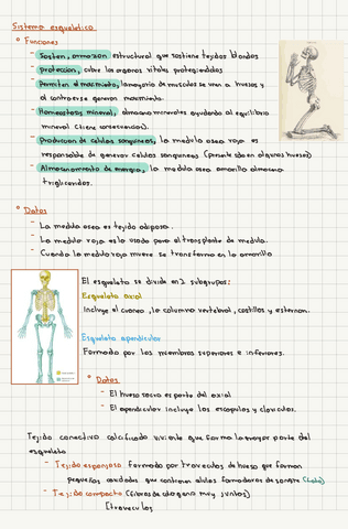 Sistema-Oseo-apuntes.pdf