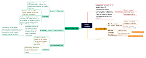 Esquema-Uniones-celulares.png