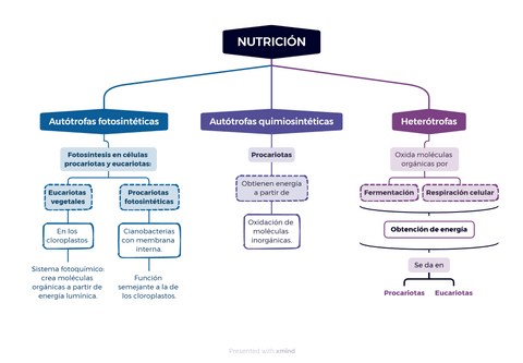 Esquema-Nutricion.png