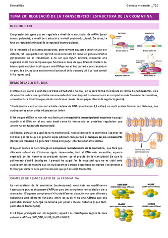 TEMA-20-genetica-molecular-W.pdf