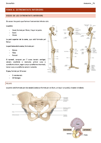 TEMA-6-anatomia.pdf