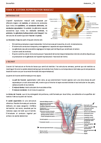 TEMA-9-anatomia.pdf