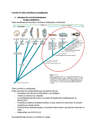21.Leccion-21-Filos-onicoforos-y-tardigrados.pdf