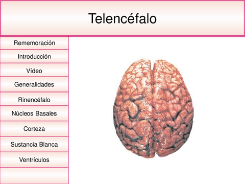 telencfalo-160906040512.pdf