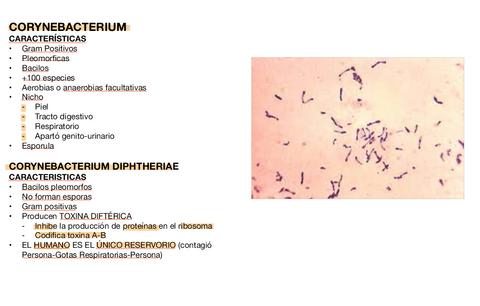 CORYNEBACTERIUM.pdf