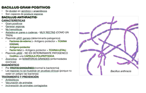 BACILLUS-GRAM-POSITIVOS.pdf