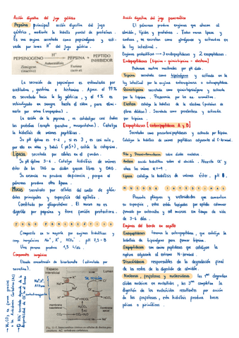 Digestion-y-absorcion-II.pdf