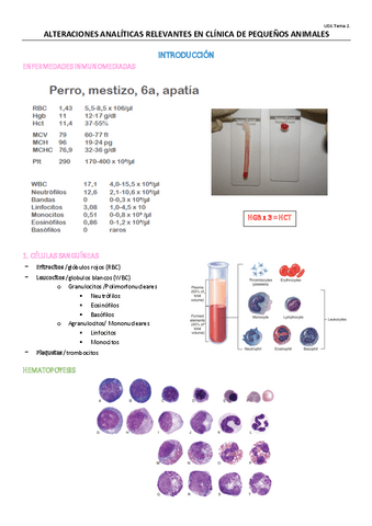 TEMA-2-OPTATIVA.pdf