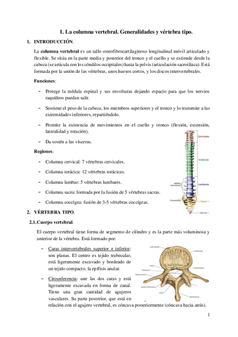 1.-La-columna-vertebral.pdf