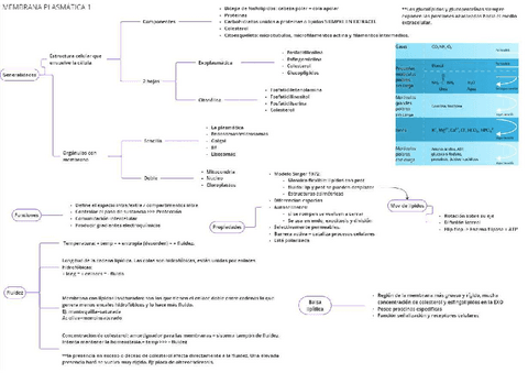 Membrana-plasmatica.pdf