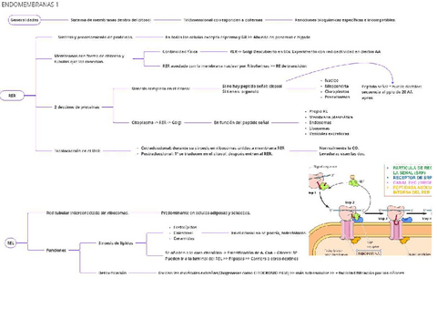 Endomembranas.pdf