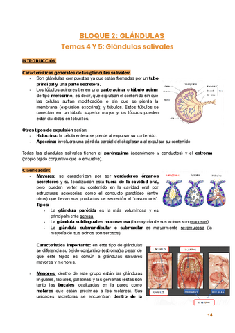 Bloque-2.-Glandulas.pdf