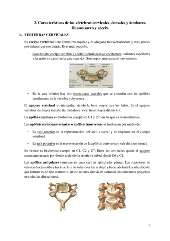 2.-Caracteristicas-de-las-vertebras.pdf