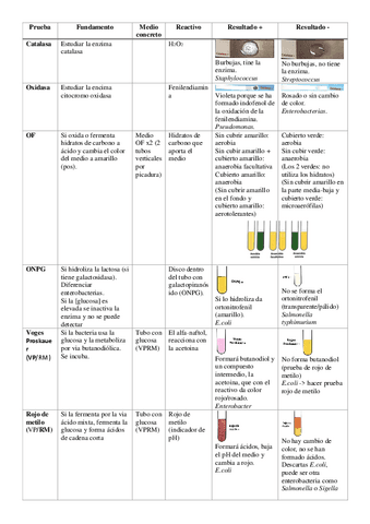 Pruebas-bioquimicas.pdf