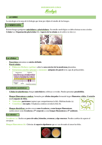 Tema-7-Hongos.pdf