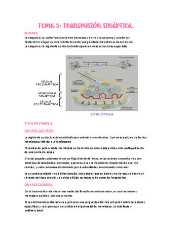 TEMA-8.-TRANSMISION-SINAPTICA.PDF
