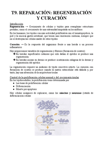 T9.-Reparacion-regeneracion-y-curacion.pdf