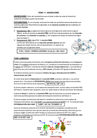 TEMA-11.-ANABOLISMO.pdf