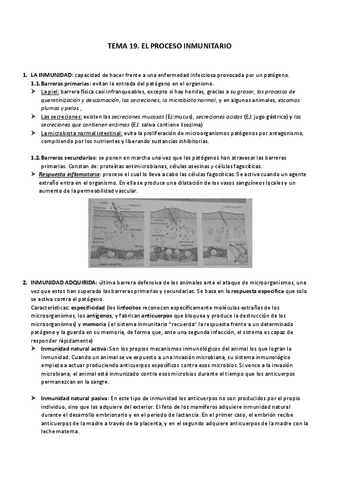TEMA-19.-EL-PROCESO-INMUNITARIO.pdf