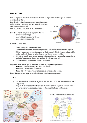 BIO-ANIMAL-1r-i-2n-examen.pdf