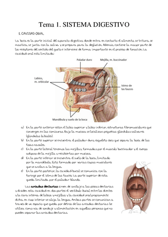 Tema-1.-Sistema-digestivo.pdf