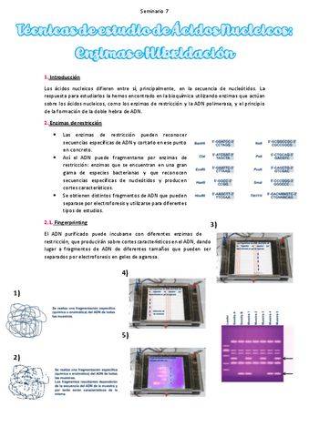Seminario-7-sin-apartado-4.pdf