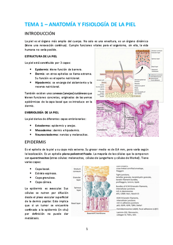 Tema-1-Anatomia-y-fisiologia-de-la-piel.pdf
