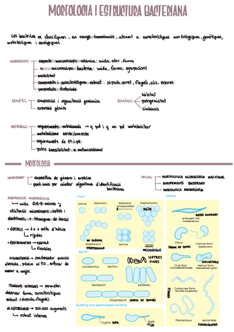 MICRO t2_tecn-tincio-i-observaciomorf-i-estruc.pdf