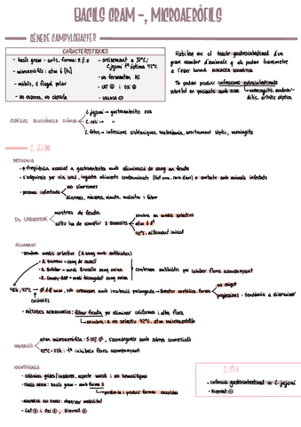 MICRO-t4-BGN-microaerofils.pdf