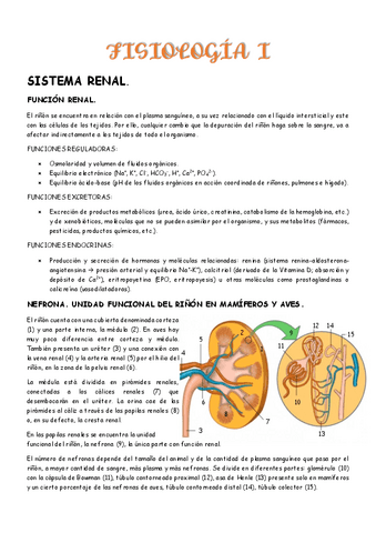 2do-parcial-Fisiologia-I.pdf