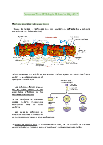 Esquemas-Tema-3-Biologia-Celular-Pags-15-29.pdf