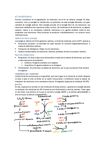 unidad-10-el-catabolismo.pdf