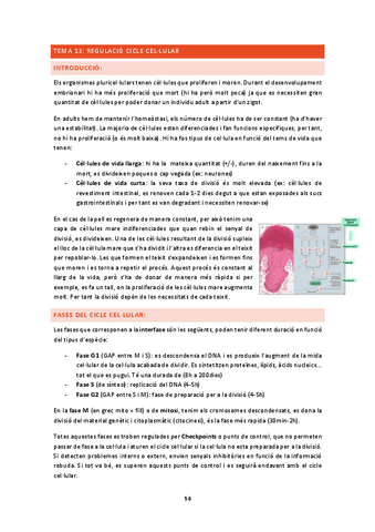 Ampli-biocel-2n-parcial.pdf